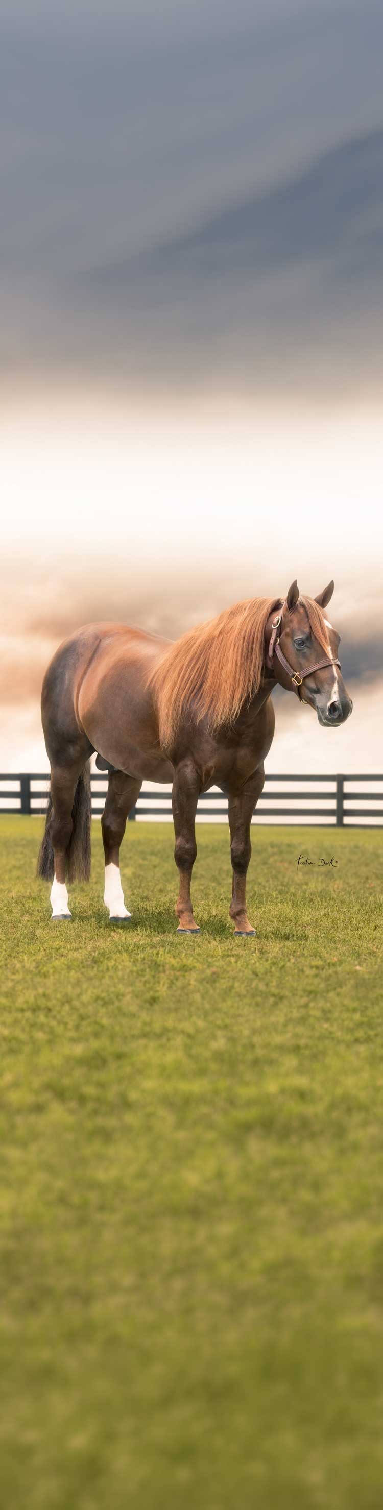 Walla Whiz Crome (TomTom) Reining stallion pedigree