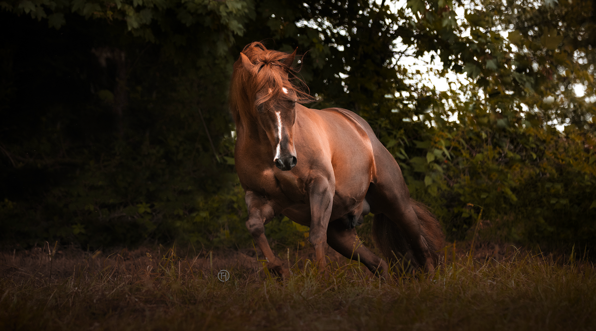 Walla Whiz Crome, Reining stallion and sire, running outdoors